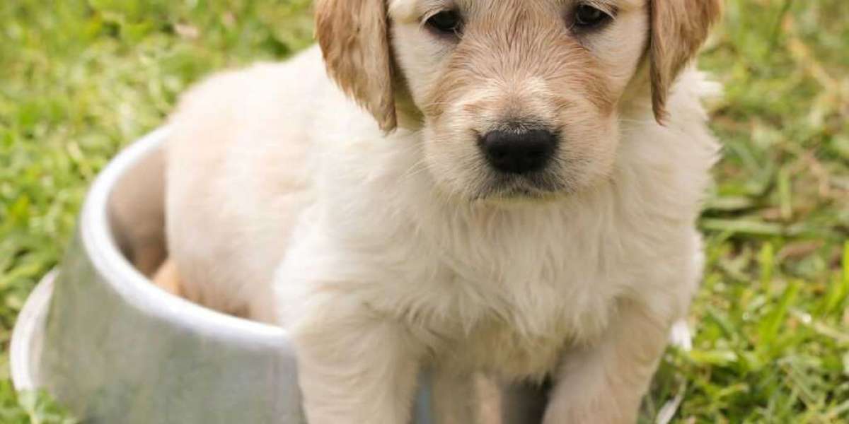 Your Chance to Bring Home a Golden Retriever Puppy in Delhi