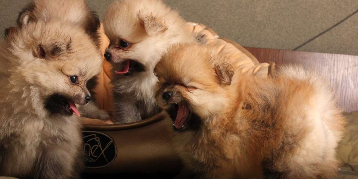 Exploring the Enchanting Culture of Pomeranian Puppies for Sale in Mumbai at Best Prices