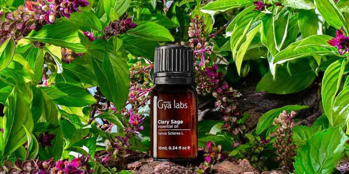 Where Can I Buy Clary Sage Oil? Discover GyaLabs Clary Sage Oil
