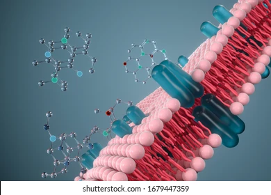 Medical Membranes Market Overview by Advance Technology, Future Outlook 2030