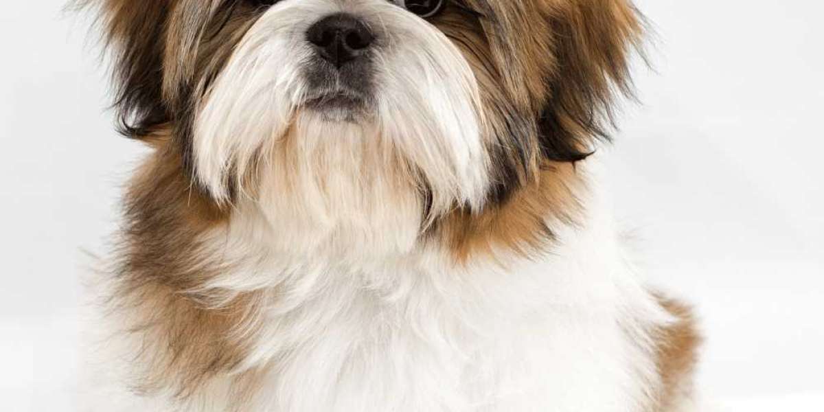 Shih Tzu Tips & Advice By Pets On Point