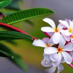 deepika shah Profile Picture