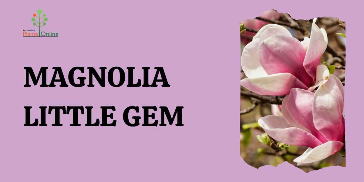 Australian Elegance: Magnolia Little Gem Online Delights