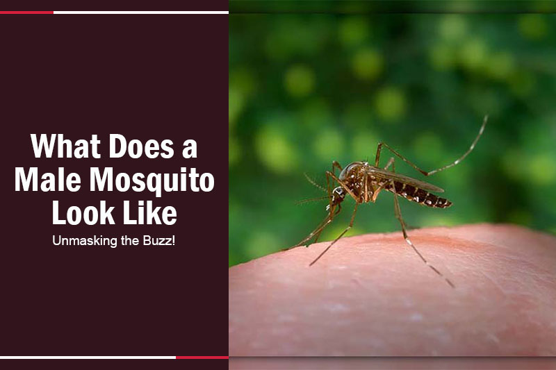What Does a Male Mosquito Look Like? Unmasking the Buzz!