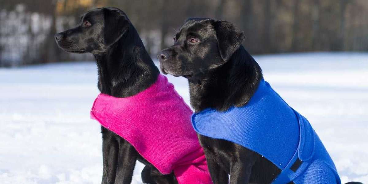 Unraveling the Comforts of a Wool Blanket for Your Dog
