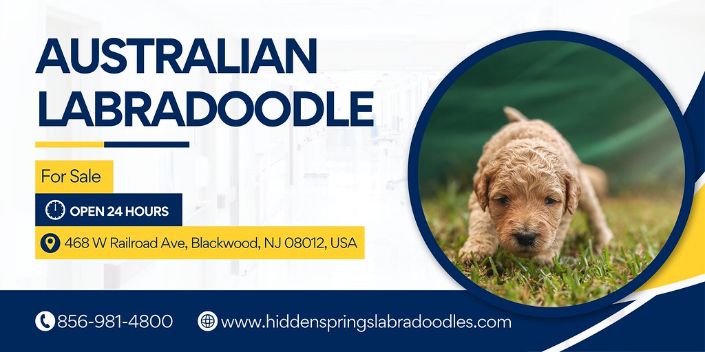 Find Your Australian Labradoodle Companion Today! | Turn you… | Flickr