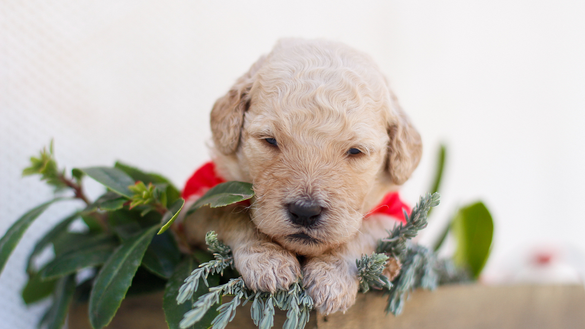 All You Need To Know About F1 Labradoodle Puppy | by Hidden Springs Labradoodles | Dec, 2023 | Medium