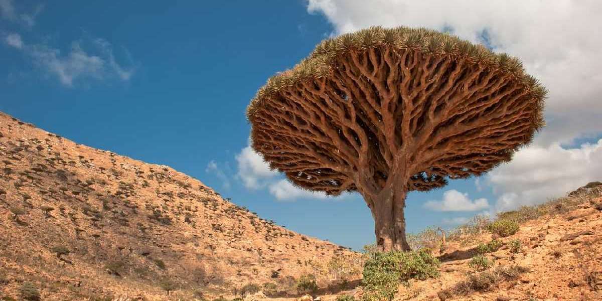 Socotra Yaman, Kepulauan dengan Keanekaragaman Biologisnya yang Memukau