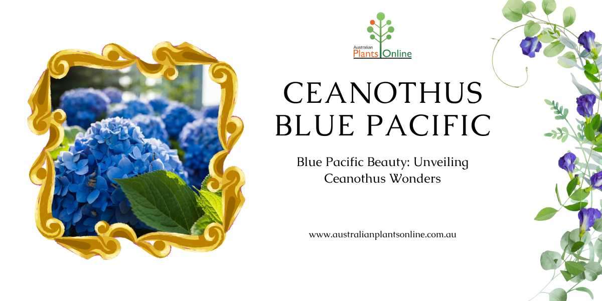 Blue Pacific Beauty: Unveiling Ceanothus Wonders