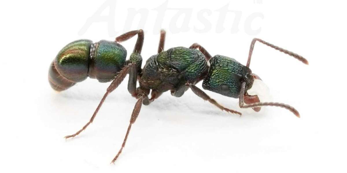 Discover the Buzz: Live Ants and Ant Farms for Sale – Unveiling the Fascinating World of Miniature Marvels by 30 Dec 202