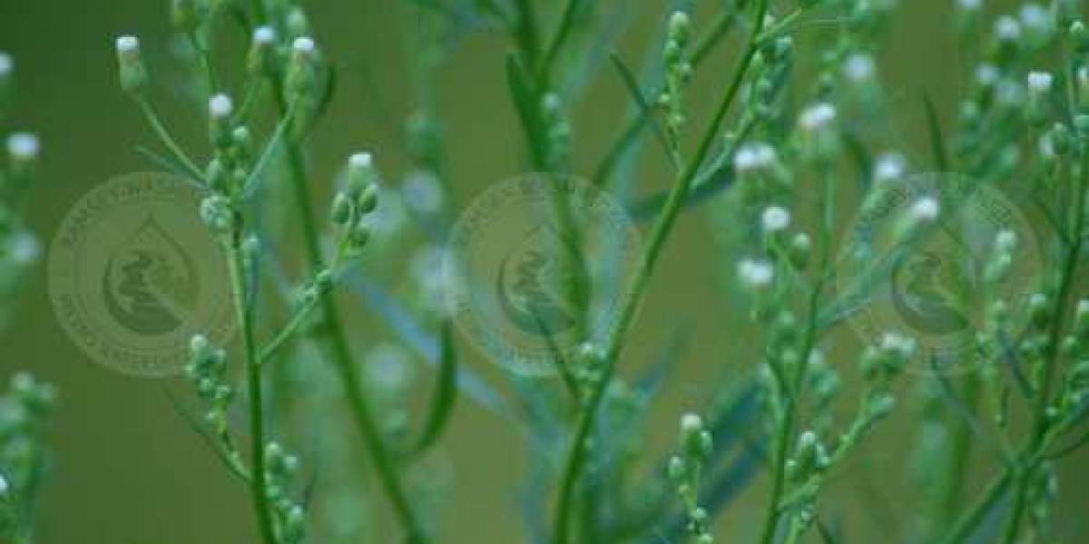 Canadian Horseweed (Conyza canadensis): Unveiling the Resilient Native of North America