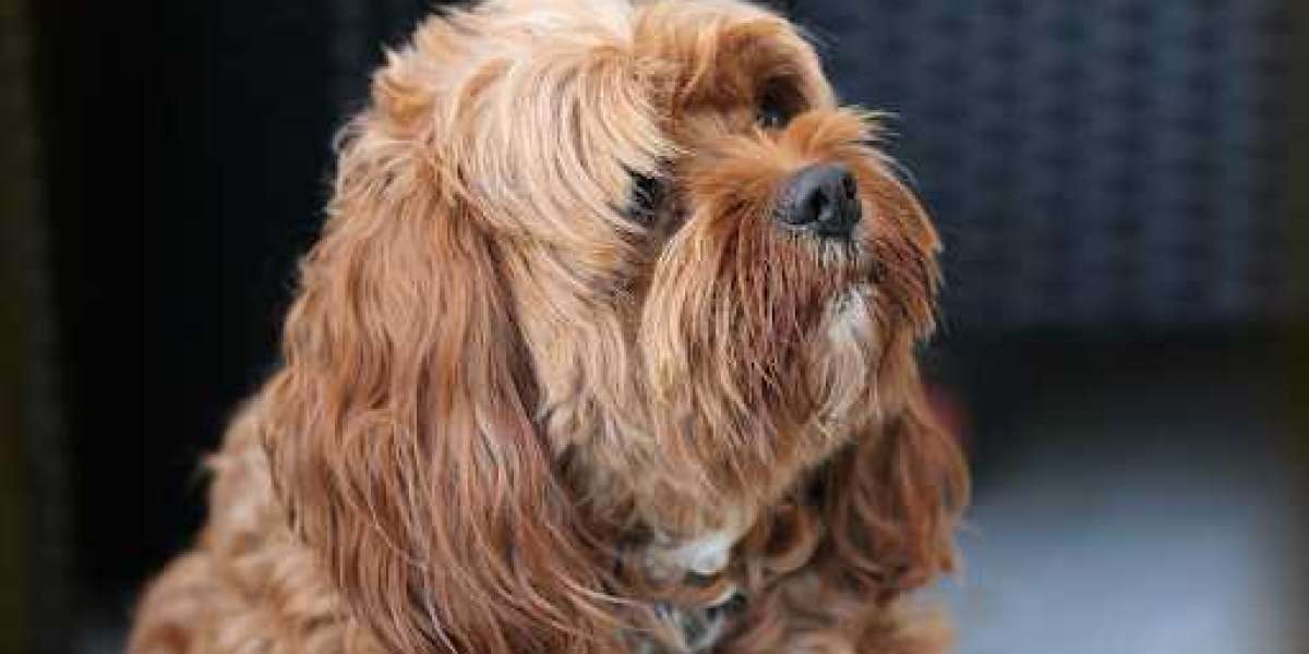 Charming Companions Of Mankind! Sydney's Beloved Cavoodle Dogs