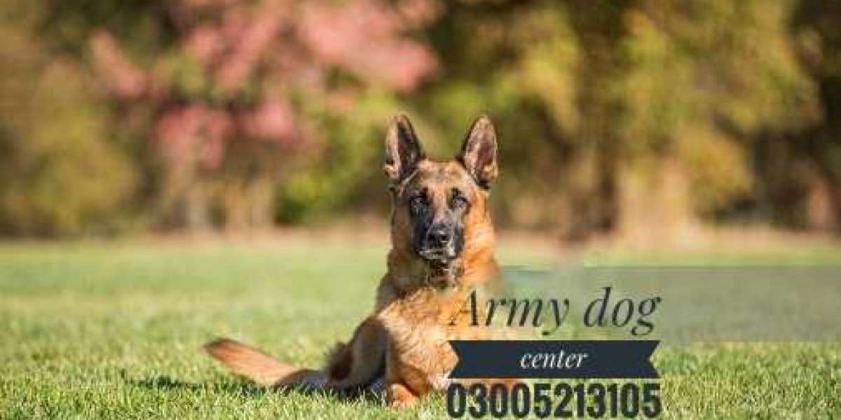 Revealing the Pinnacle Figures of the Army Canine Unit