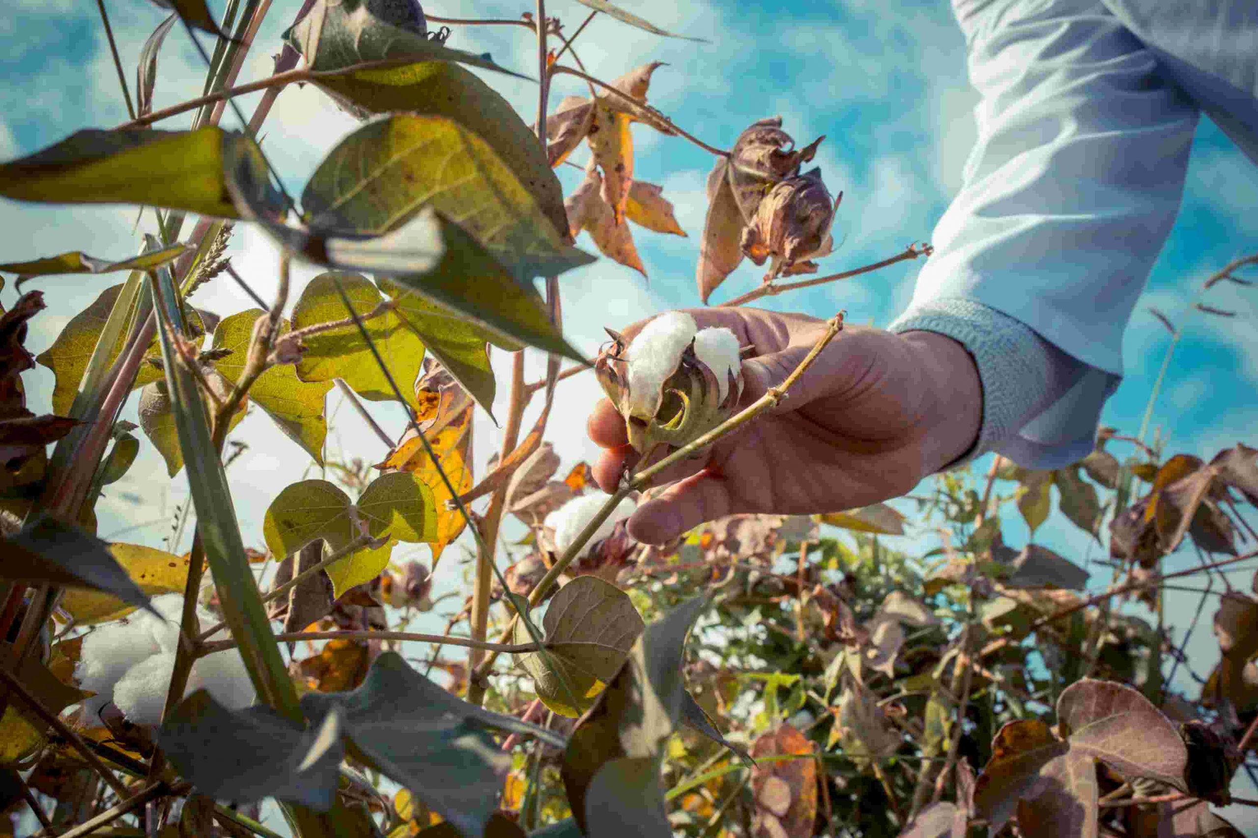 Why has the Cotton Production Plunged in India? - Welcome to AgFarm