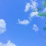 Plonkar Chivist Profile Picture