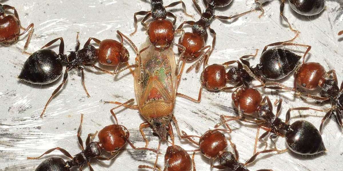 Embarking on an Ant Safari: Your Complete Guide to Ant Farms!