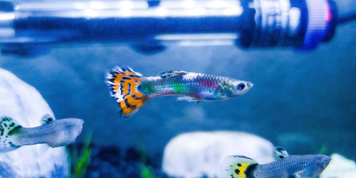 The Fascinating World of Guppies