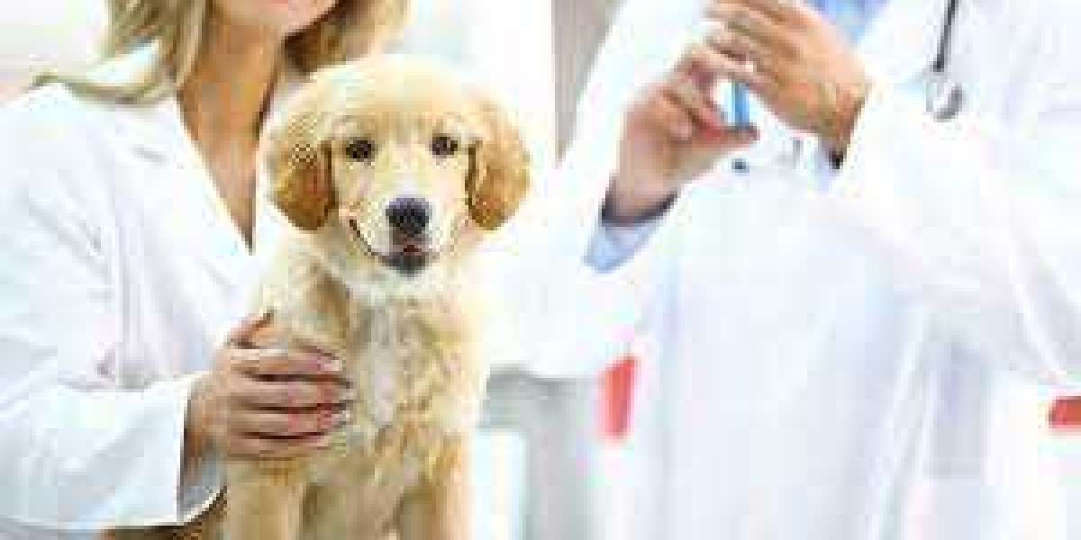 Pet Vaccination 101: What You Need to Know to Keep Your Pet Healthy