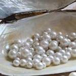 Original Rudraksha Profile Picture