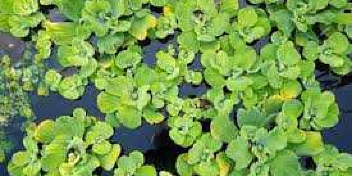 Aquatic Weeds: Challenges, Identification, and Sustainable Control