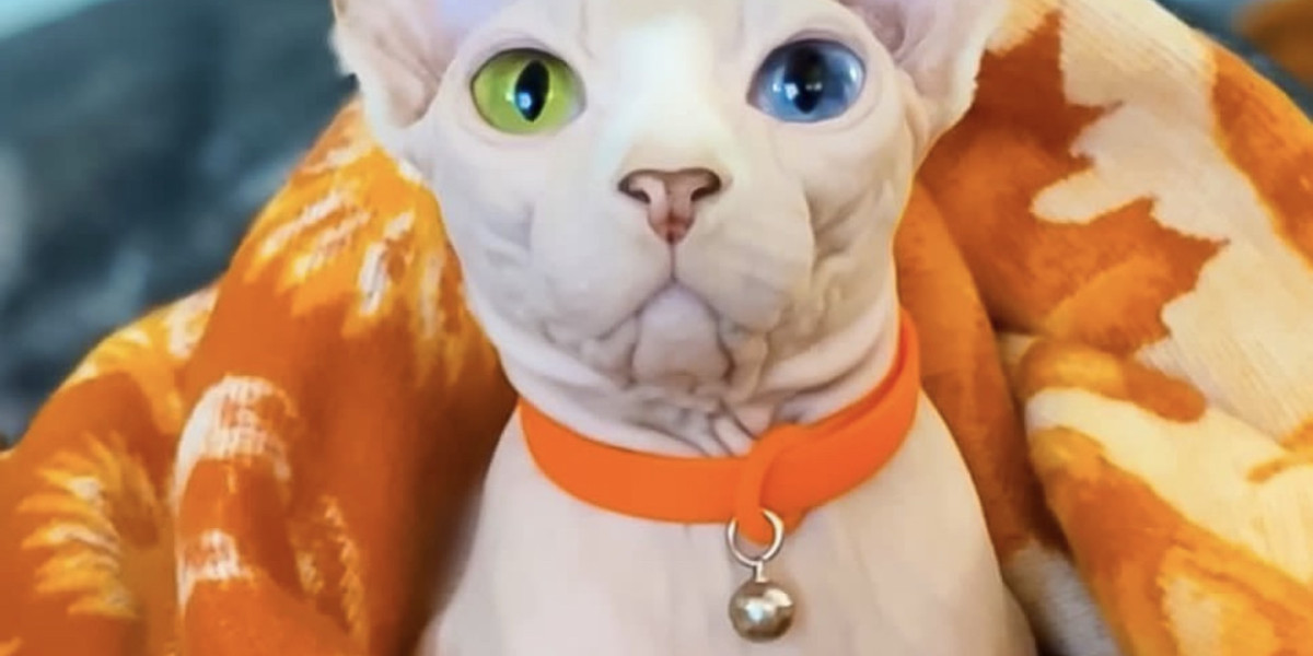 Go through the Fulfillment with Running a Sphynx: Kittens Geared up to get Ownership