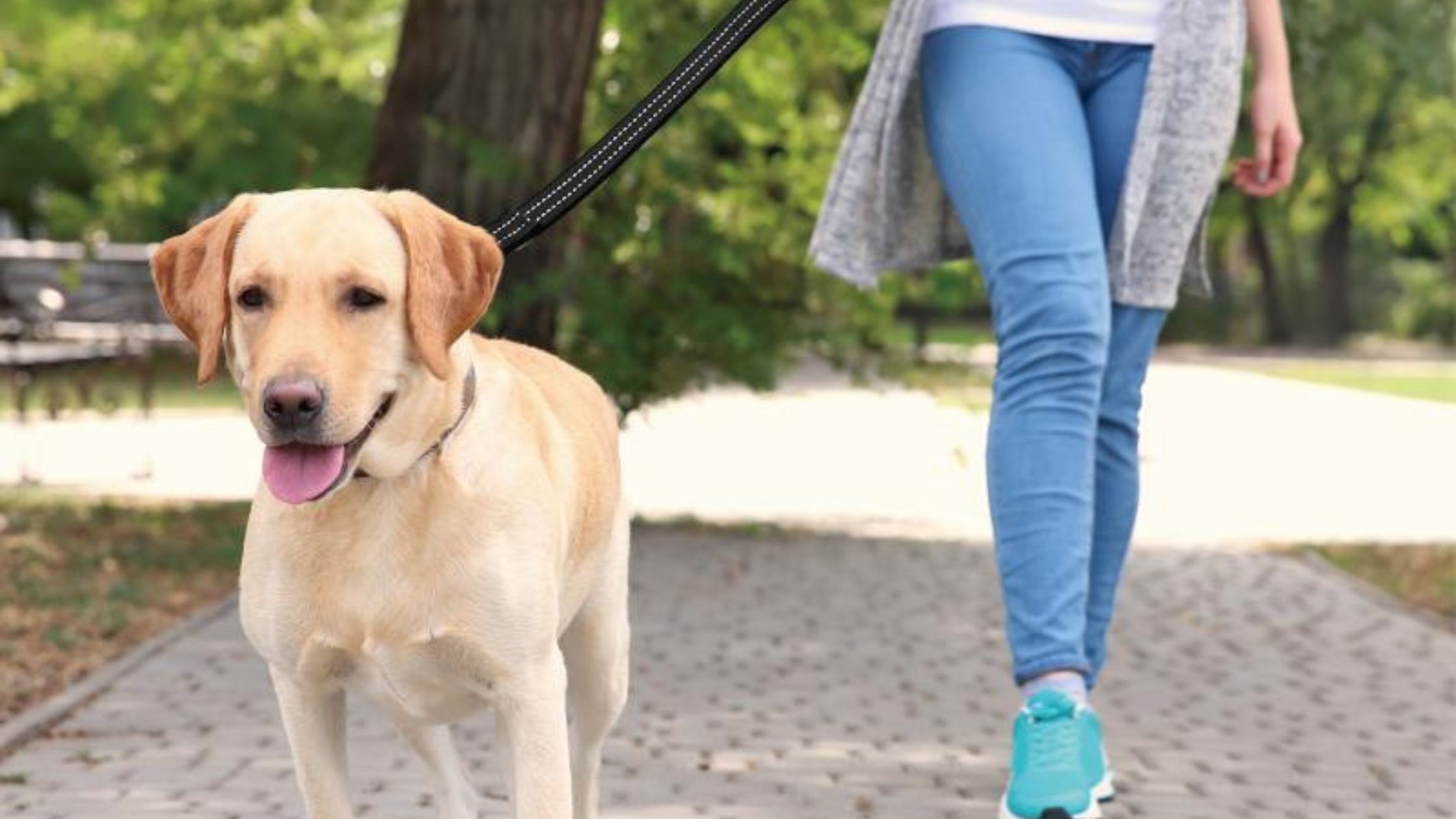 Safety First: How to Properly Fit & Use a Nylon Dog Leash | TheAmberPost