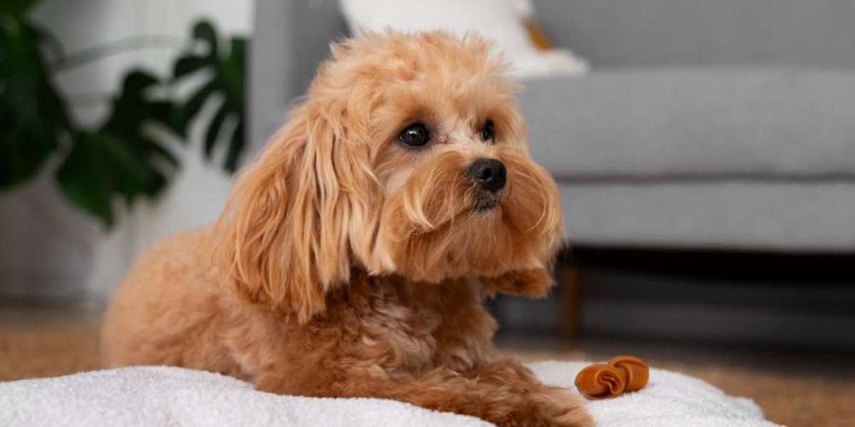 What Kind of Food Does a Bernedoodle Puppy Need?