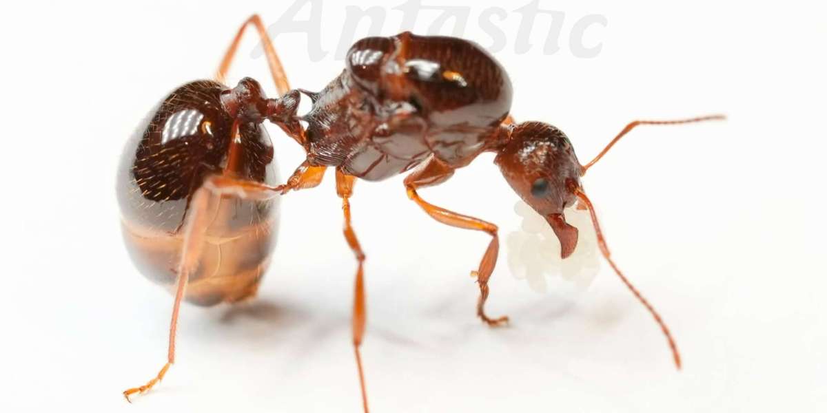 Ants Galore: Funnel, Green, and Strobe Varieties Ready for Adoption