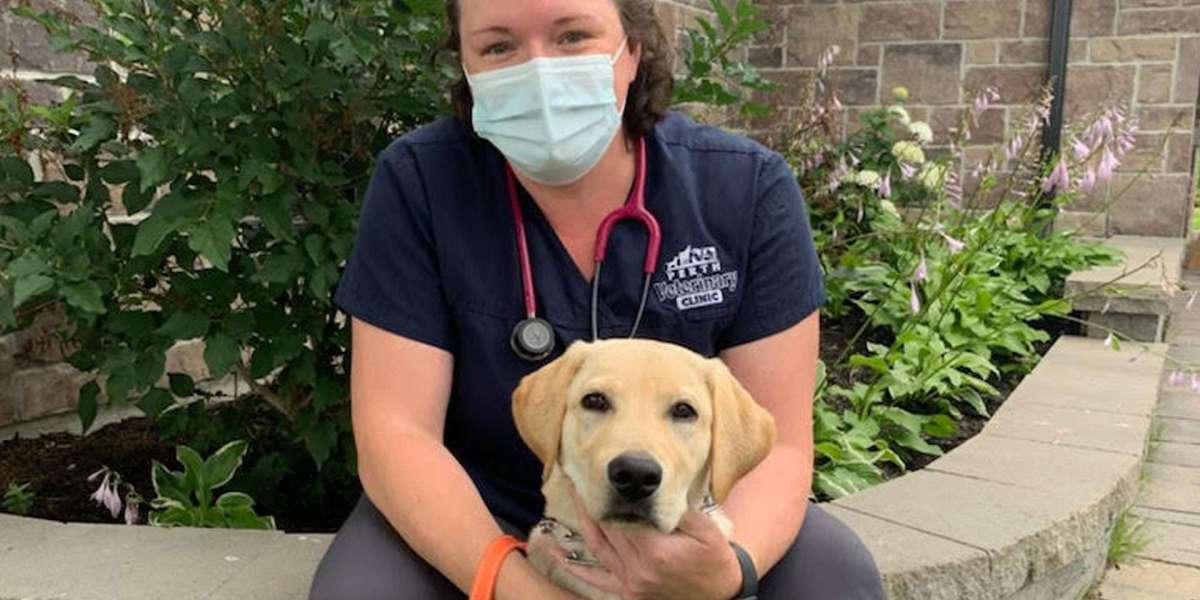 Behind the Scenes: Meet the Dedicated Team at The Pet Practice - Perth Veterinary Clinic