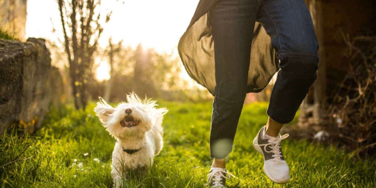 Maintaining Your Pet's Well-being: Tips for Keeping Your Pets Healthy Between Veterinary Visits