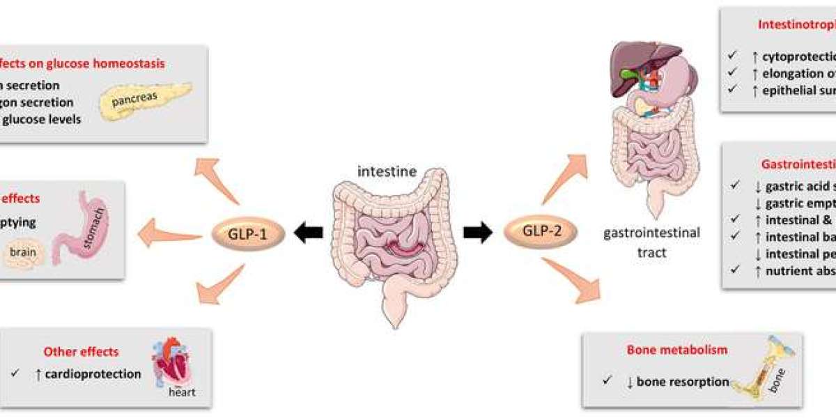 Research on the Biological Effects of GLP-2