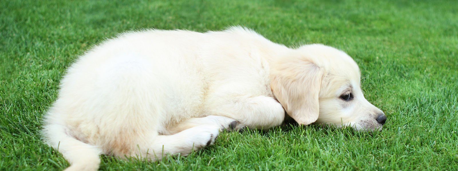 Golden Retriever Puppies for Sale Victoria