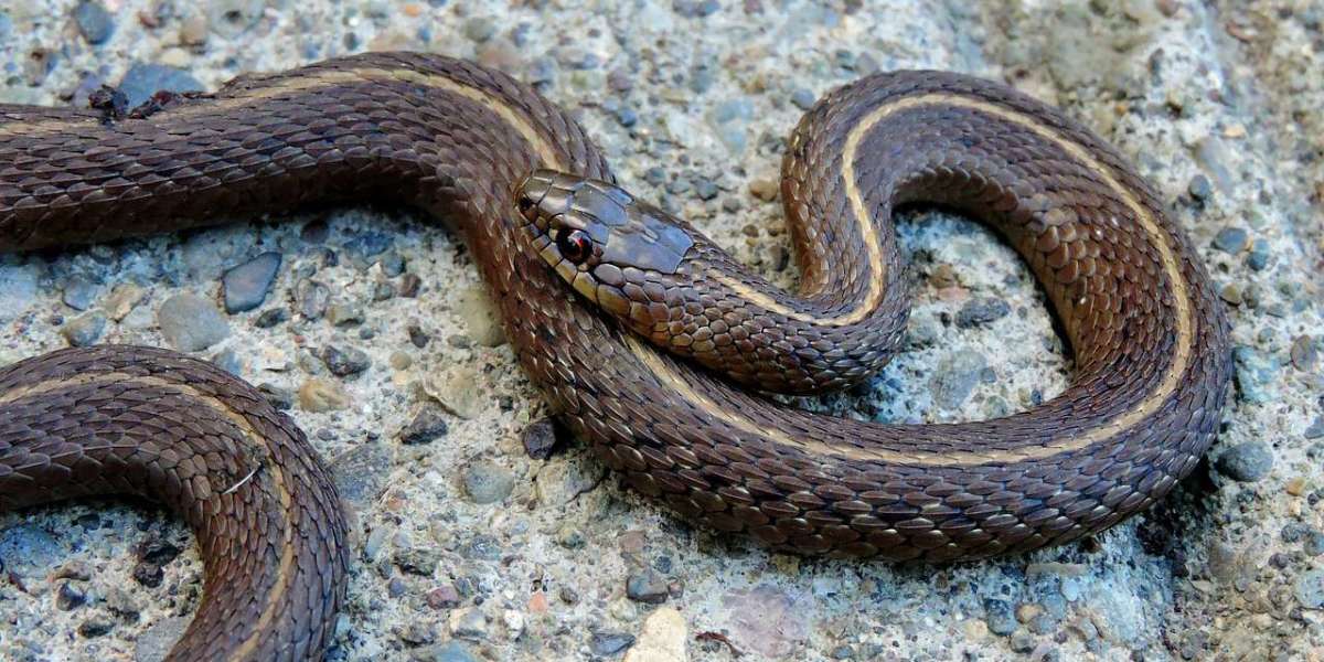 THINGS YOU DIDN'T KNOW ABOUT SNAKES