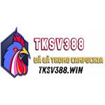Sv388 Tk Profile Picture
