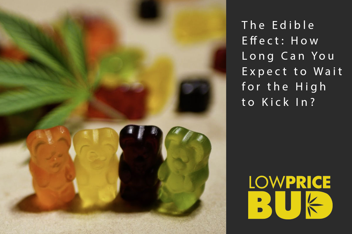 The Edible Effect: How Long Can You Expect to Wait for the High to Kick In? - Low Price Bud