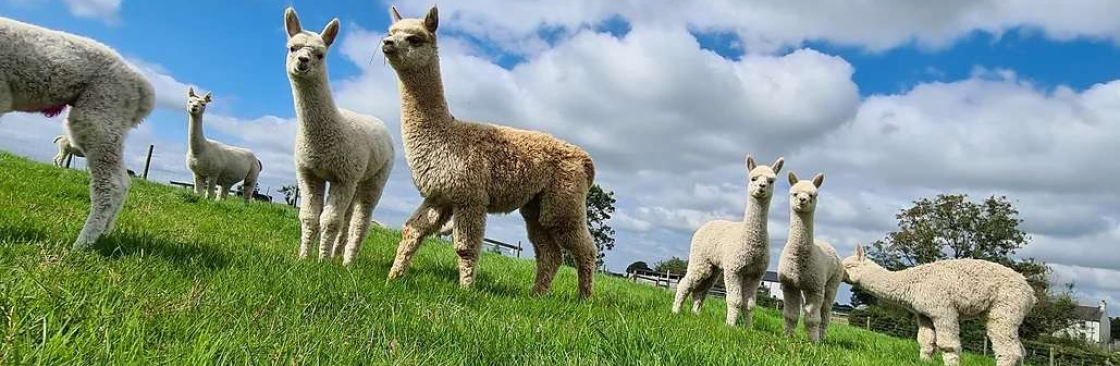 Mourne Alpacas Cover Image