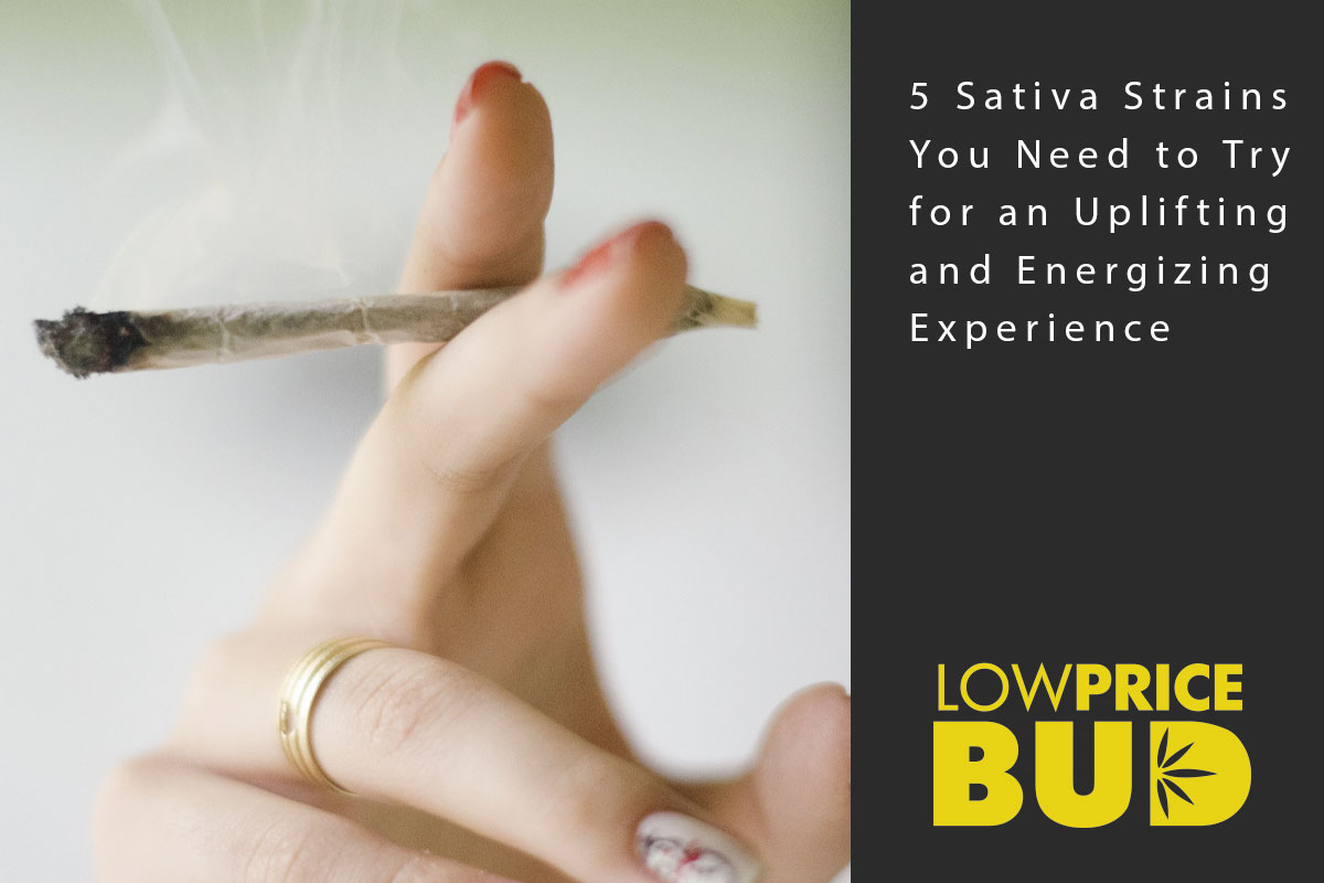 5 Sativa Strains You Need to Try for an Uplifting and Energizing Experience - Low Price Bud