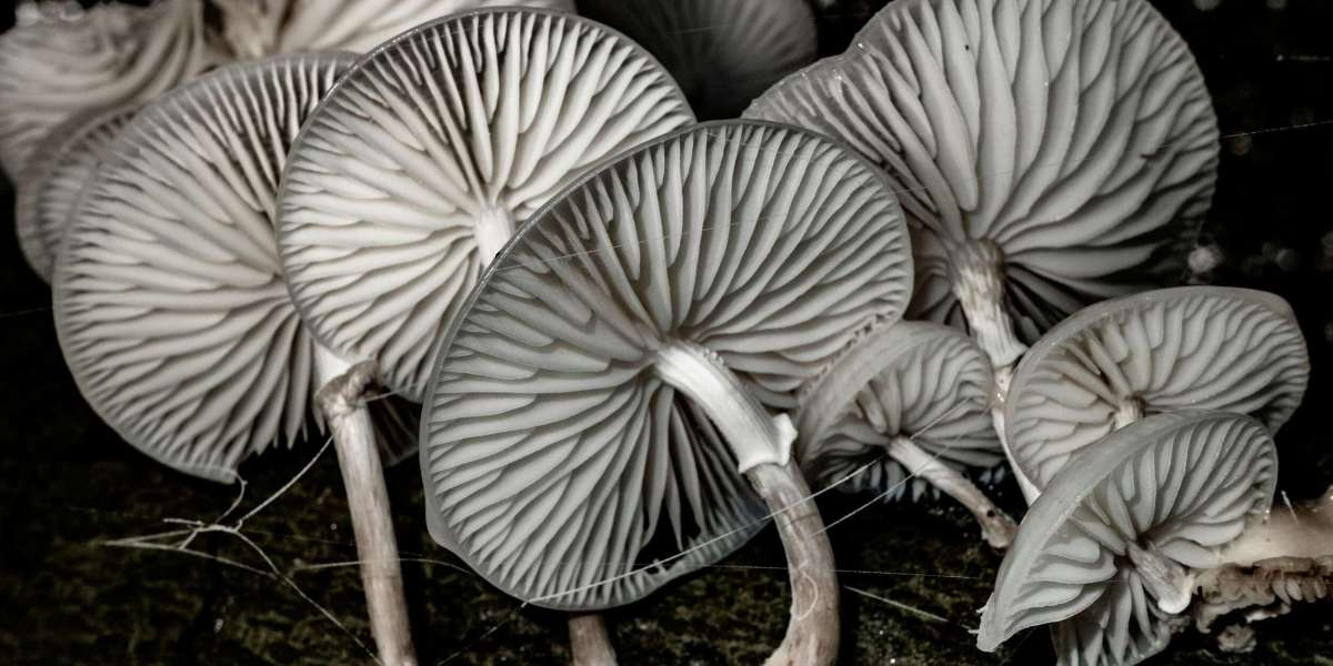 The Ultimate Guide to Mushroom Growing Kits