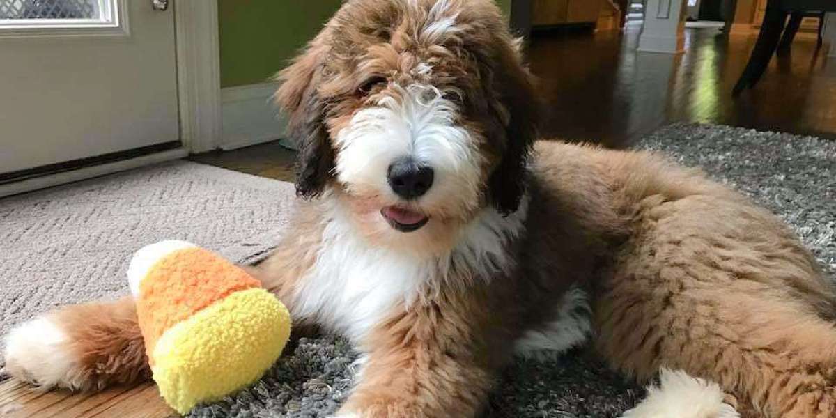 Top 10 Questions to Ask Bernedoodle Breeders Before Buying a Puppy