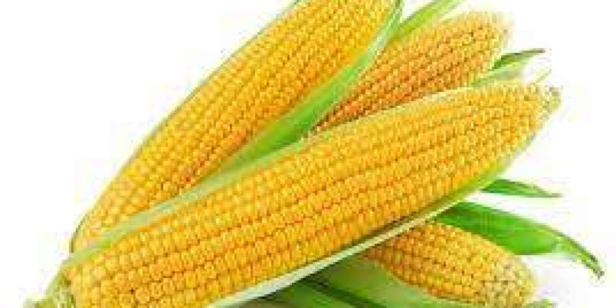 Maize (Corn) Prices Trend, Pricing, Database, Index, News, Chart, Forecast