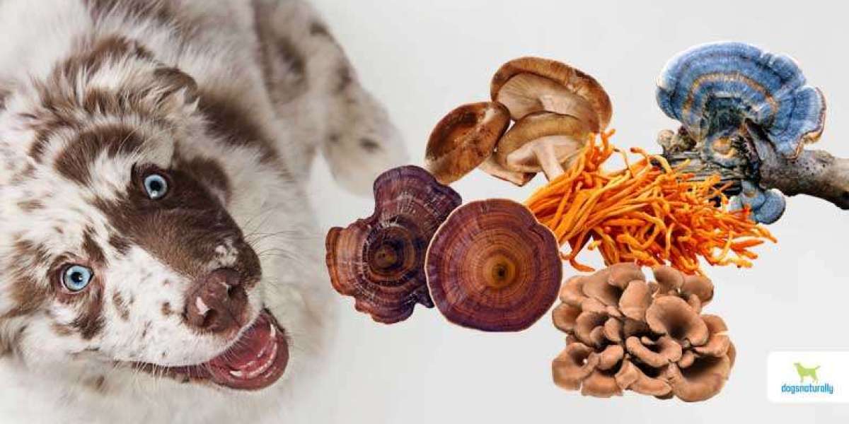 Natural Care: Best Mushroom Supplements for Dogs (capitalize only first letters of heading)