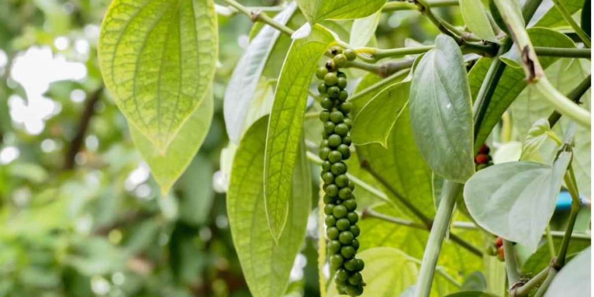 Your Ultimate Guide to Black Pepper Cultivation