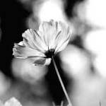 Louise Brown Profile Picture