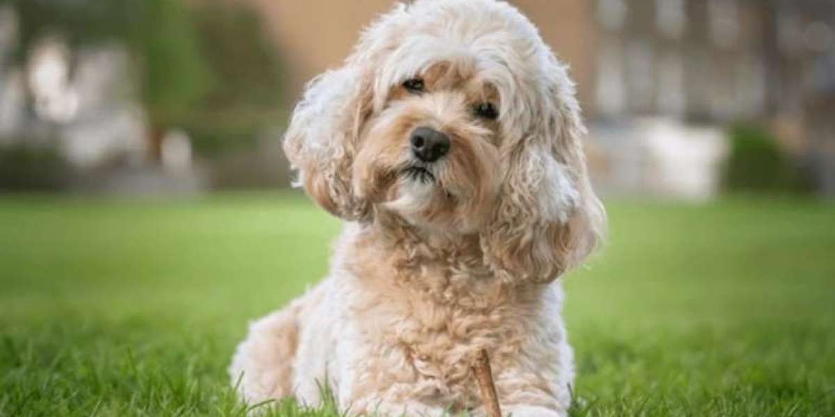 The origins and history of the Cavapoo dog breed?