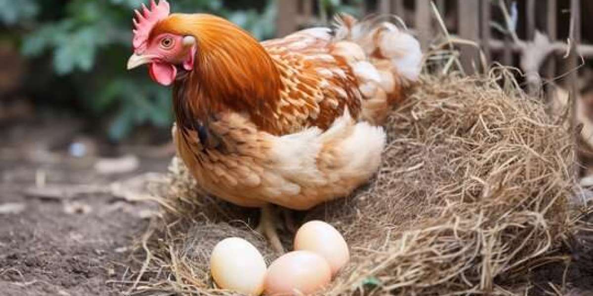 Namakkal Egg Suppliers | Sri selvalakshmi Feeds & Farms