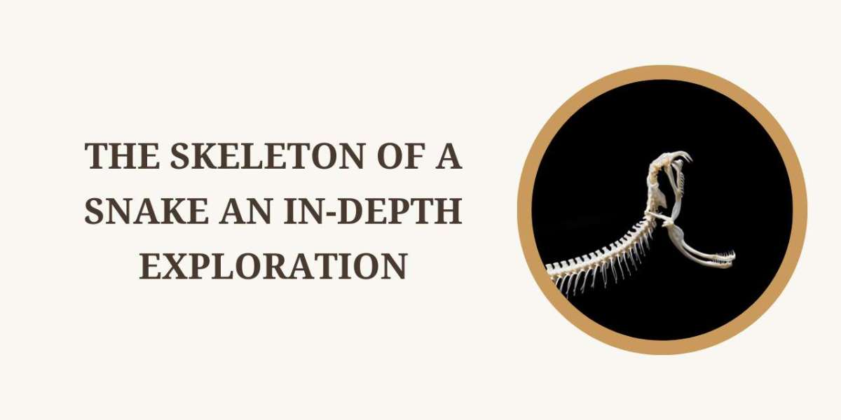 The Skeleton of a Snake An In-Depth Exploration