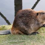 Abdul Mayah Profile Picture