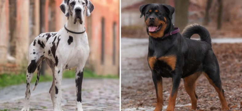 Great Dane vs Rottweiler | Key Differences and Insights