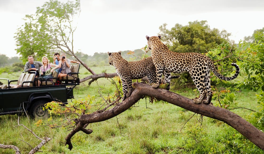 Connect with Nature: Top Wildlife Experiences for Amazing Encounters Around the World