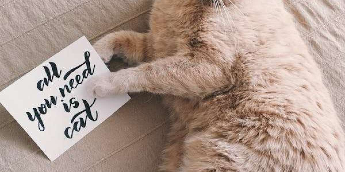 The Ultimate Guide to Funny Cat Birthday Cards